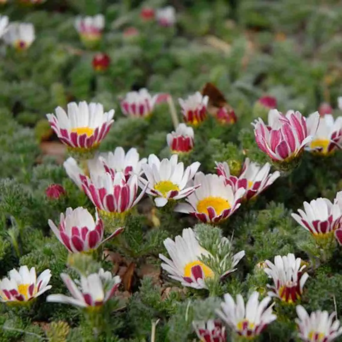 Анациклюс Анациклюс