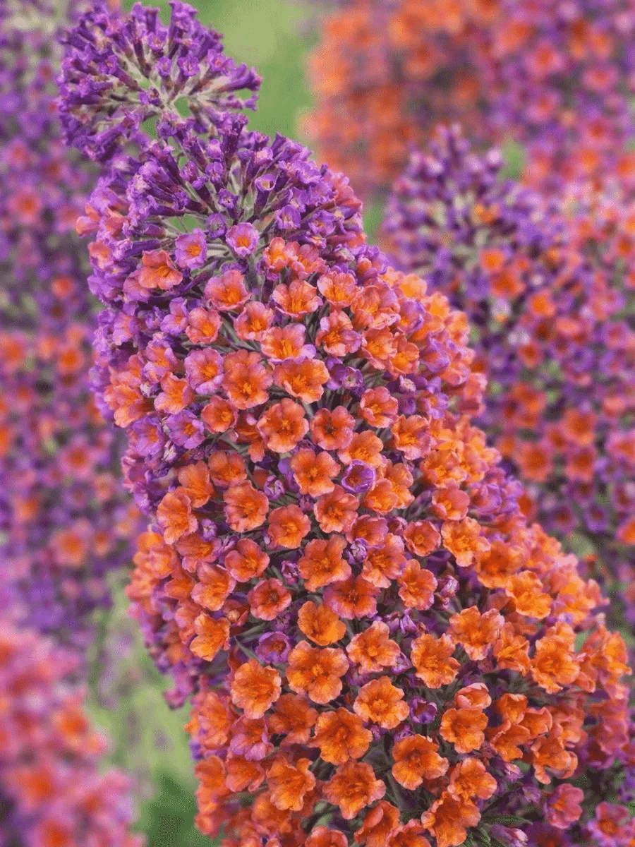 Буддлея красно-желтая Flower Power