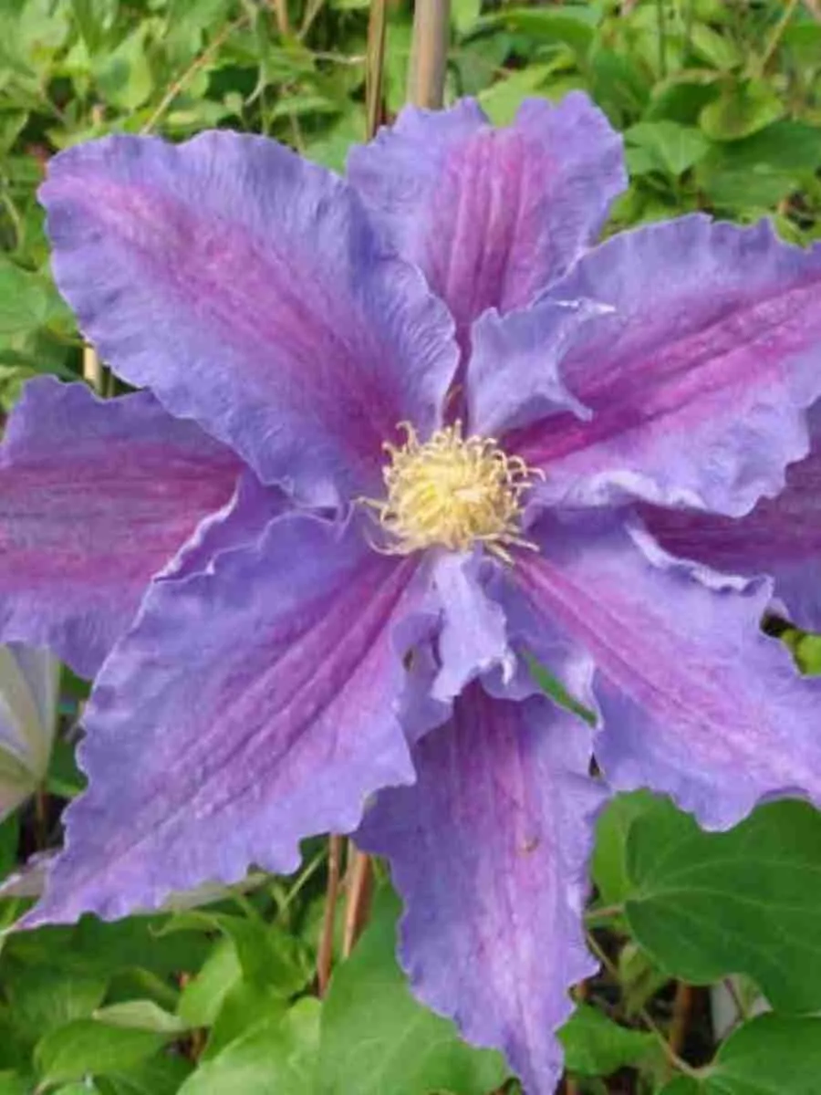 Клематис гибридный Beata