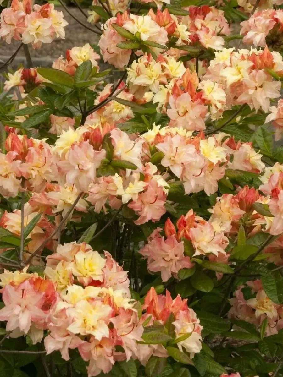 Азалия крупноцветковая Cannon's Double Азалия крупноцветковая Cannon's Double