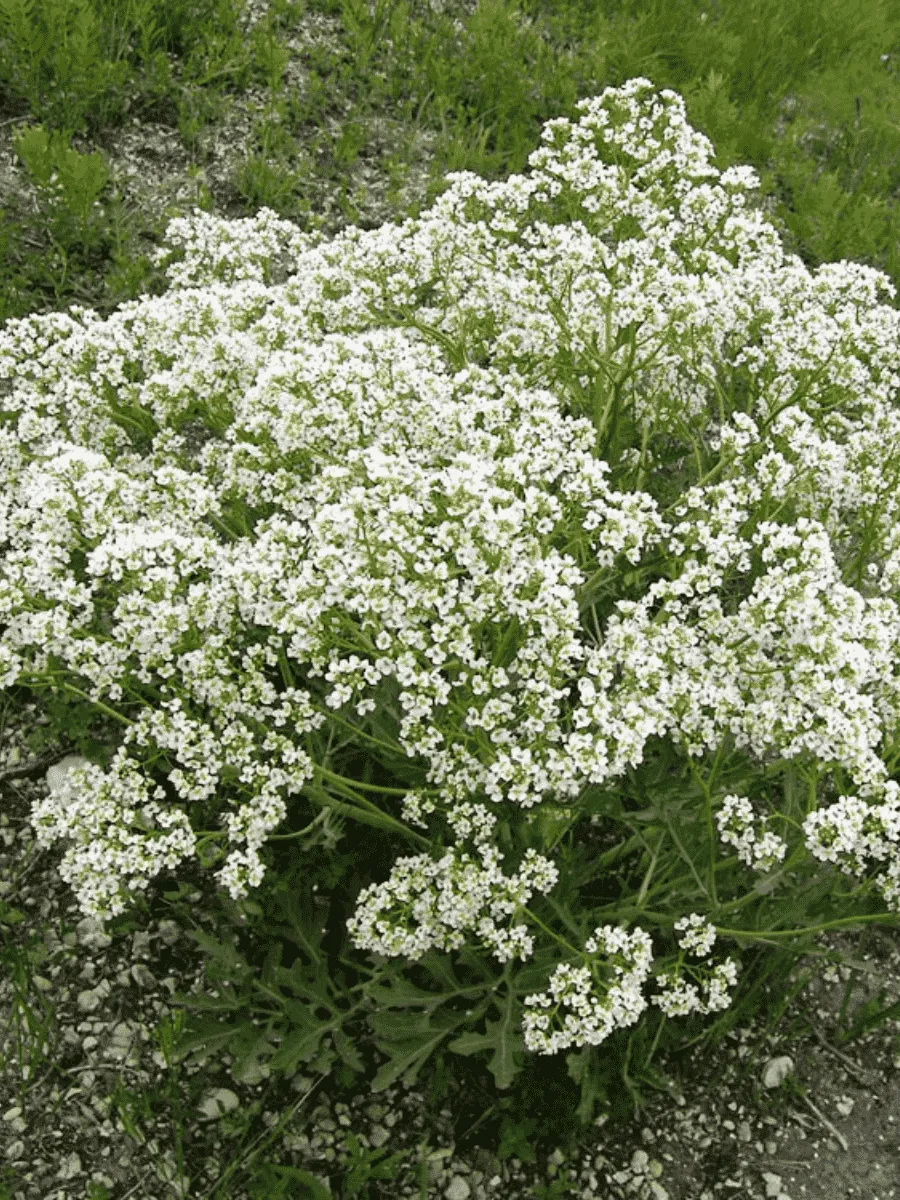 Катран Катран