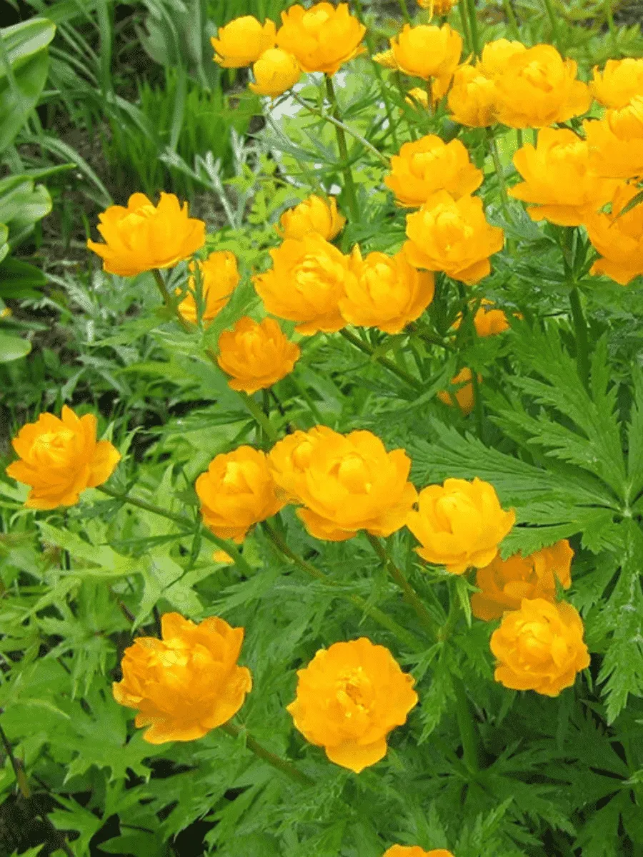 Купальница китайская Golden Queen Купальница китайская Golden Queen