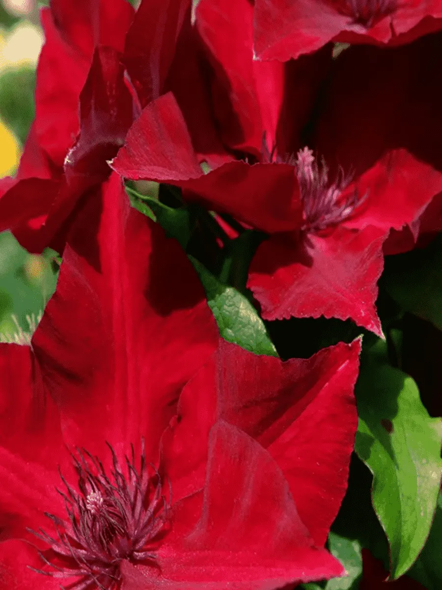 Клематис гибридный Perida Клематис гибридный Perida