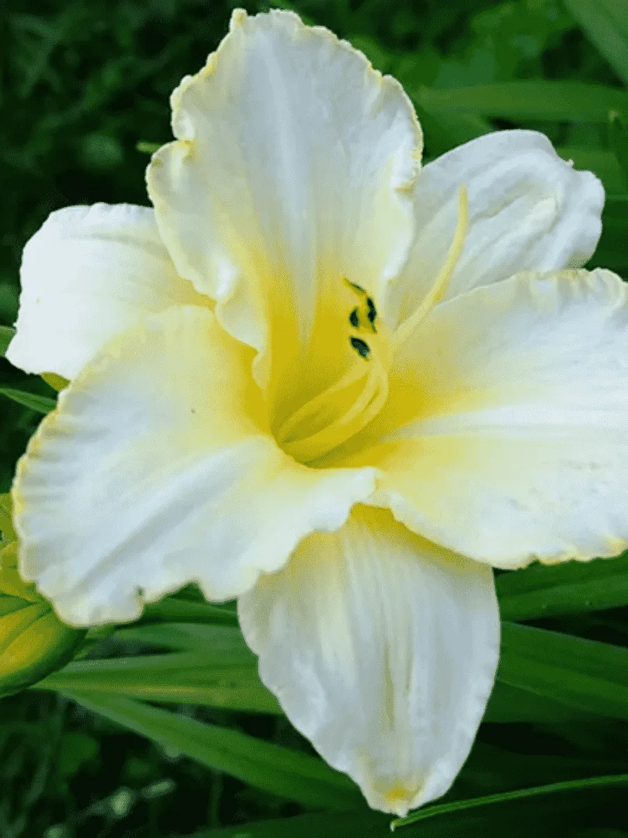 Лилейник Arctic Snow