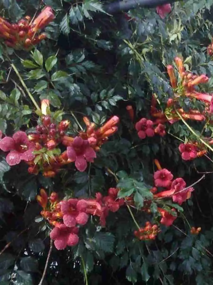 Кампсис укореняющийся Gabor Кампсис укореняющийся Gabor