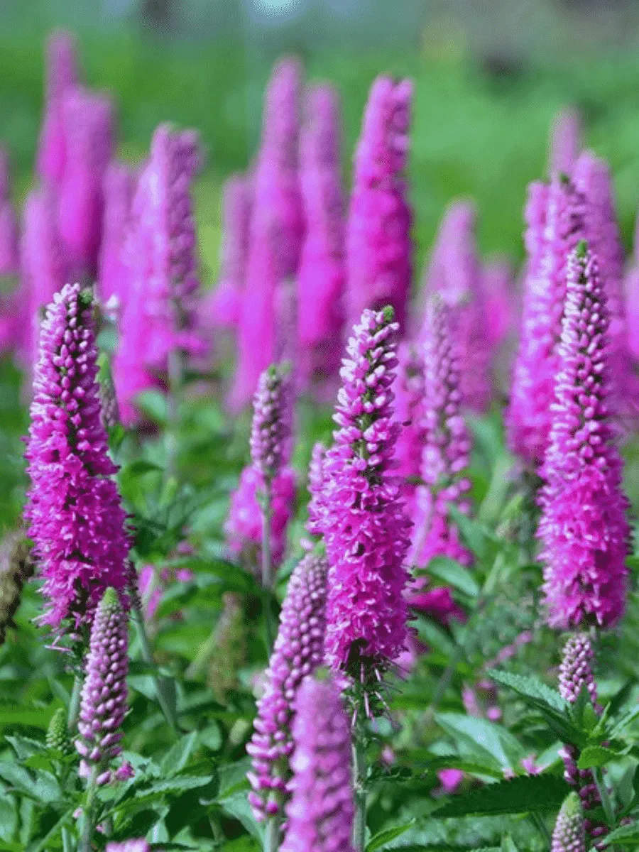 Вероника колосистая Atomic Red Ray