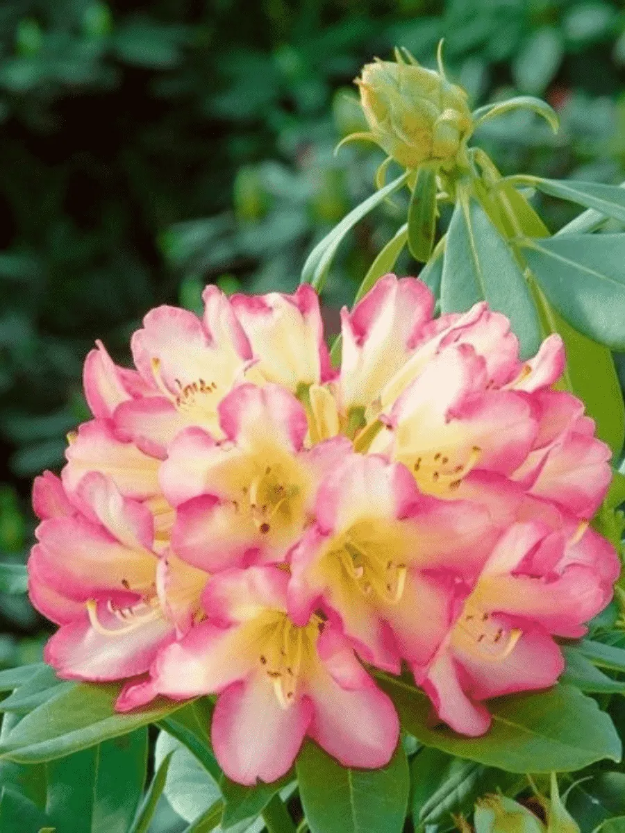 Рододендрон гибридный Robert de Belder