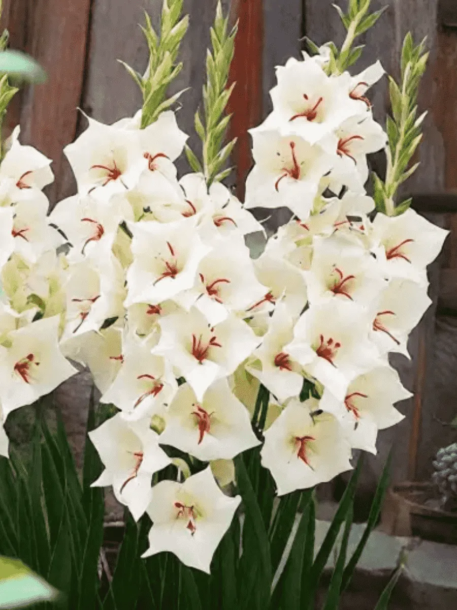 Гладиолус Silverstreak