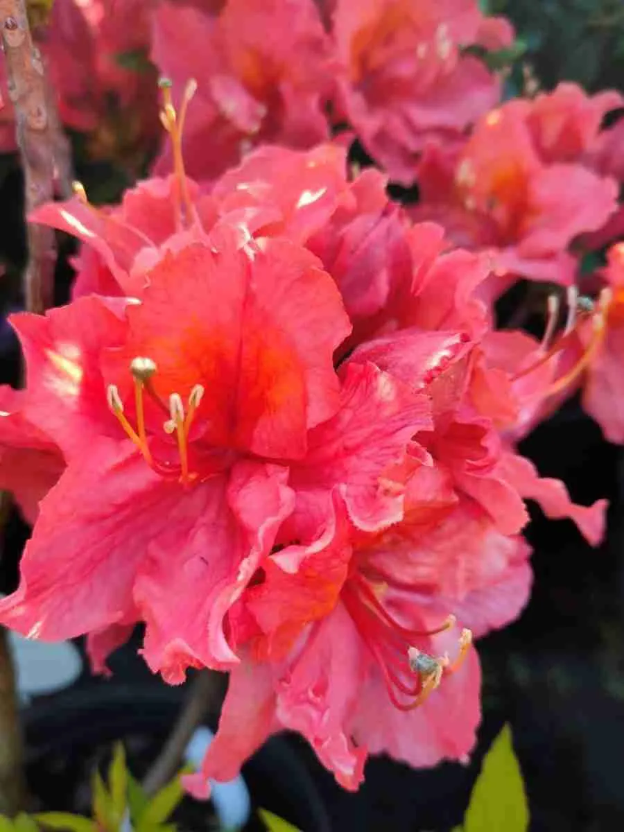 Азалия крупноцветковая Sarina Азалия крупноцветковая Sarina