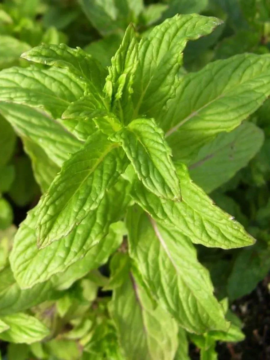 Мята Тимьян