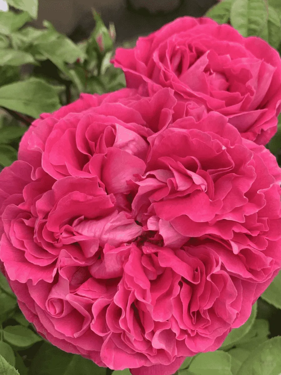 Роза чайно-гибридная Paul Neyron