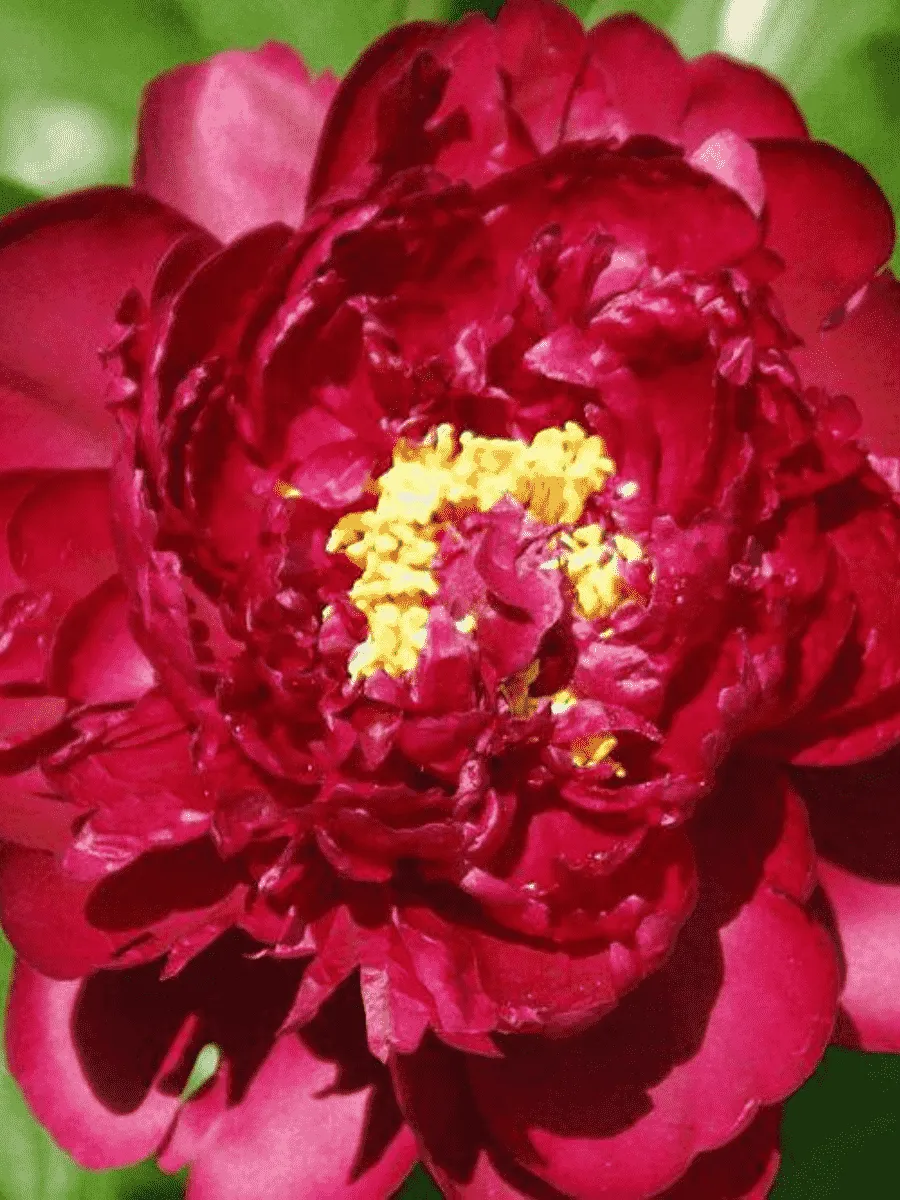 Пион  Francoise Ortegat