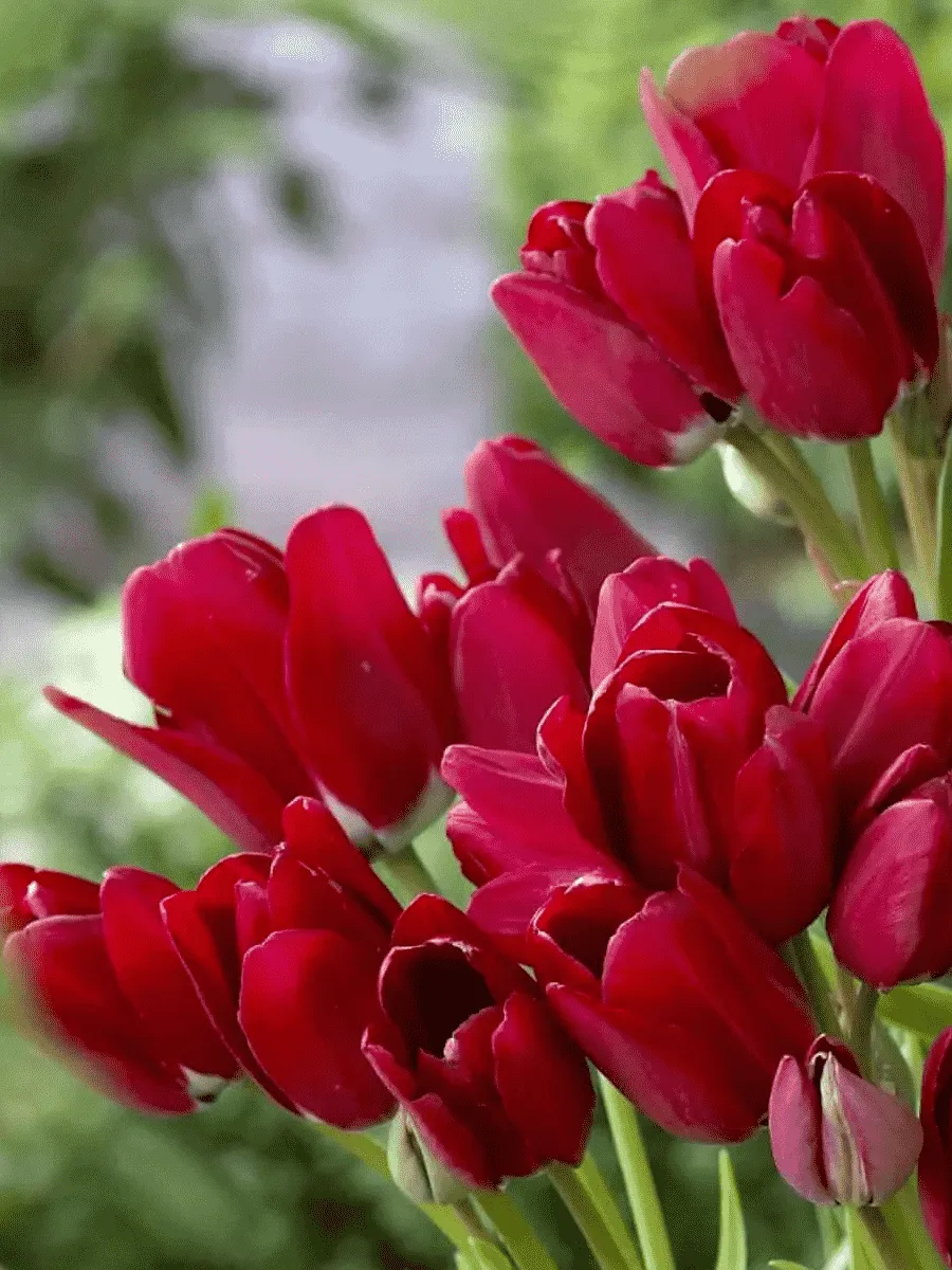 Тюльпан Wallflower