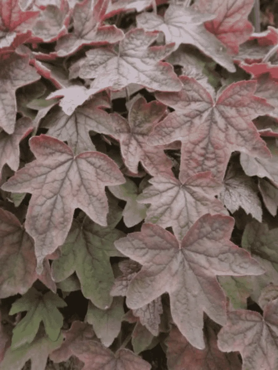 Гейхерелла Art Deco