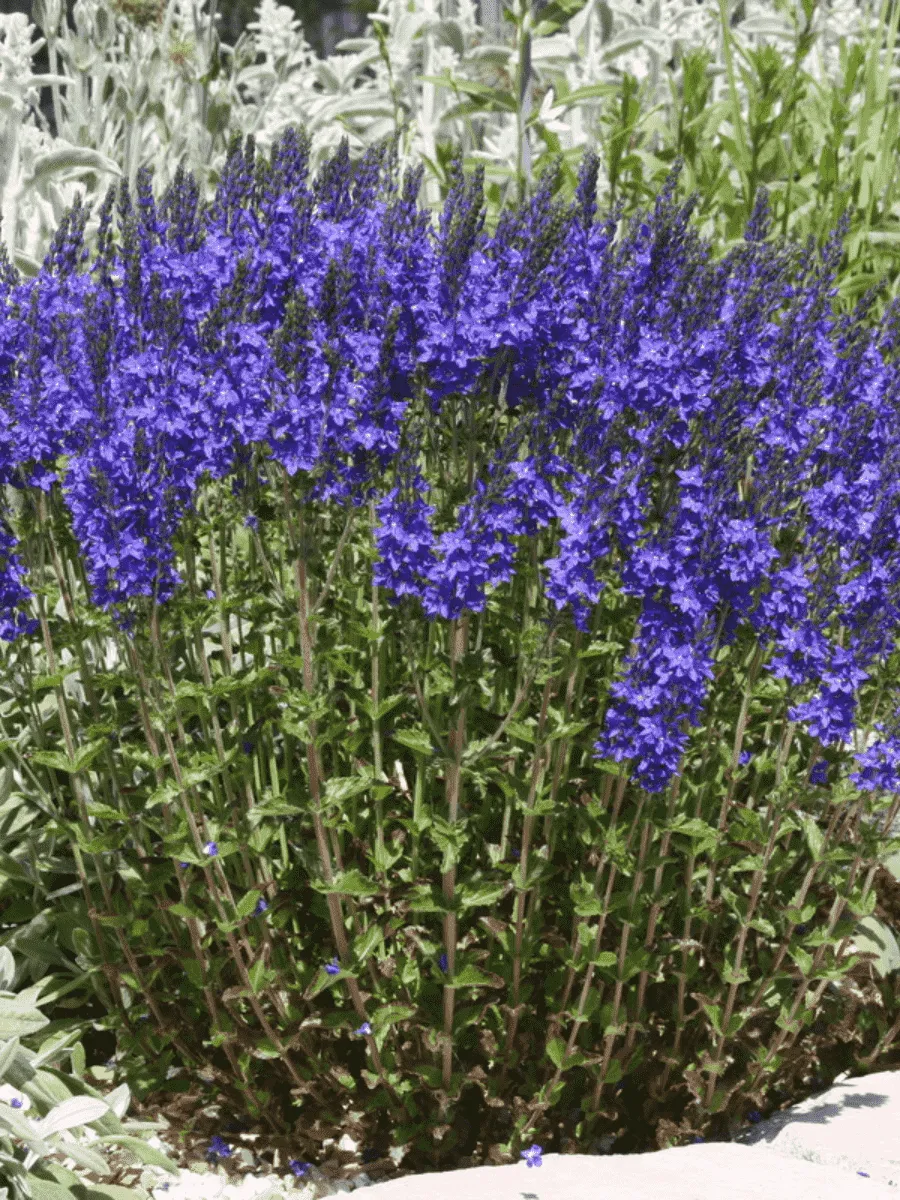 Вероника австрийская