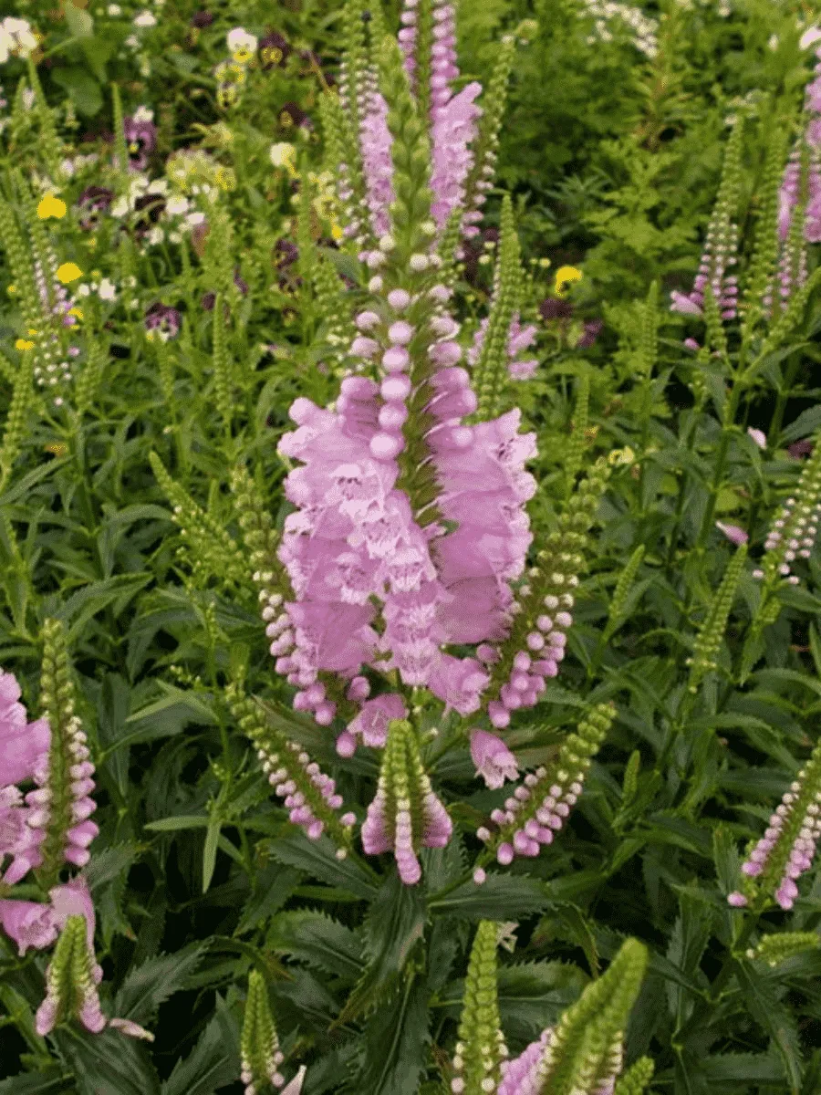 Физостегия виргинская Rose