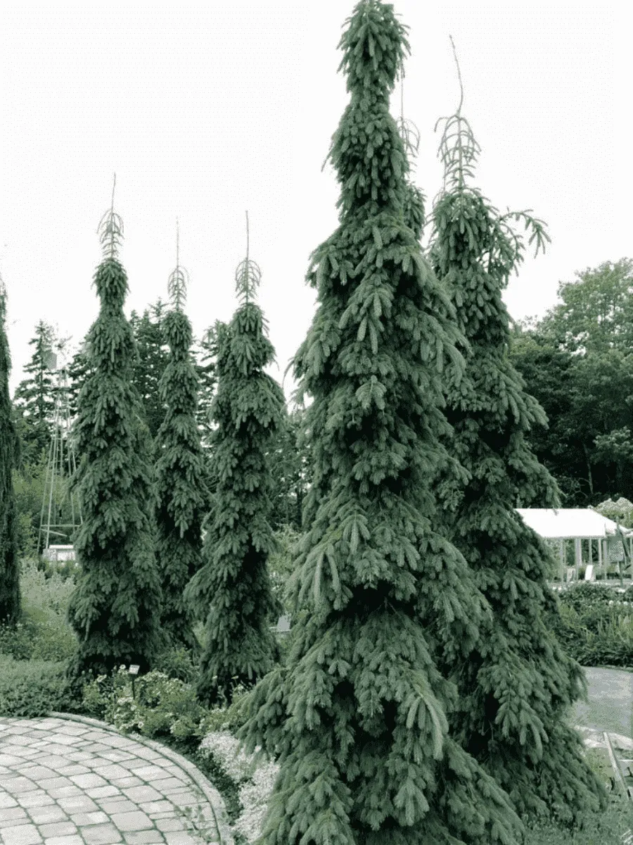 Ель канадская Pendula Ель канадская Pendula