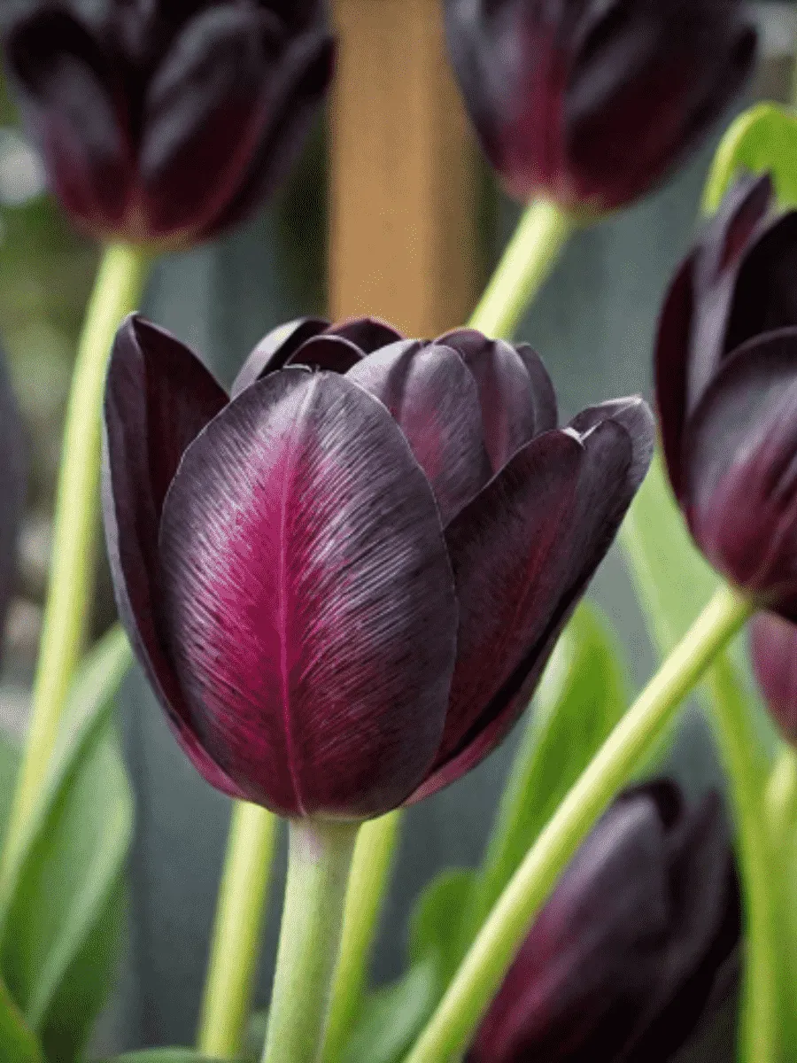 Тюльпан Cafe Noir