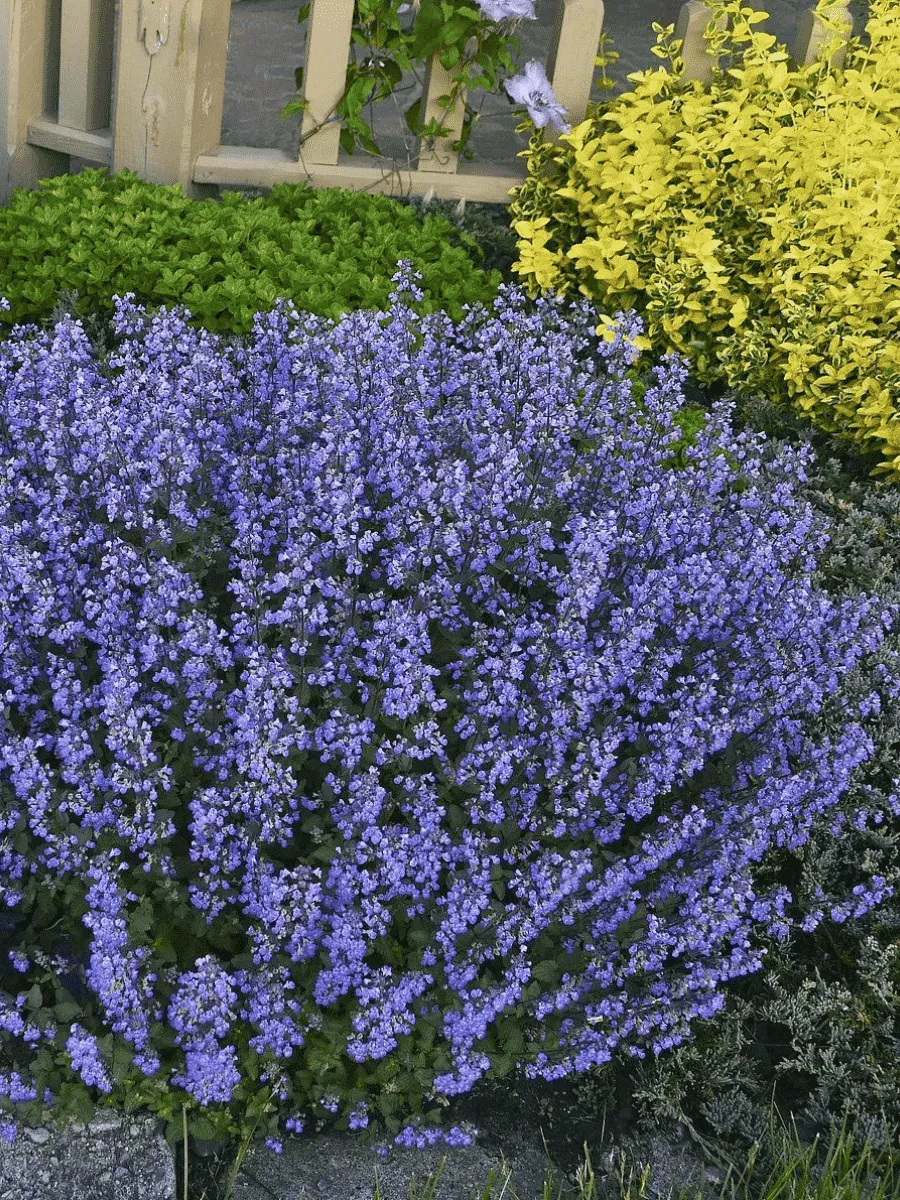 Котовник Фассена Purrsian Blue