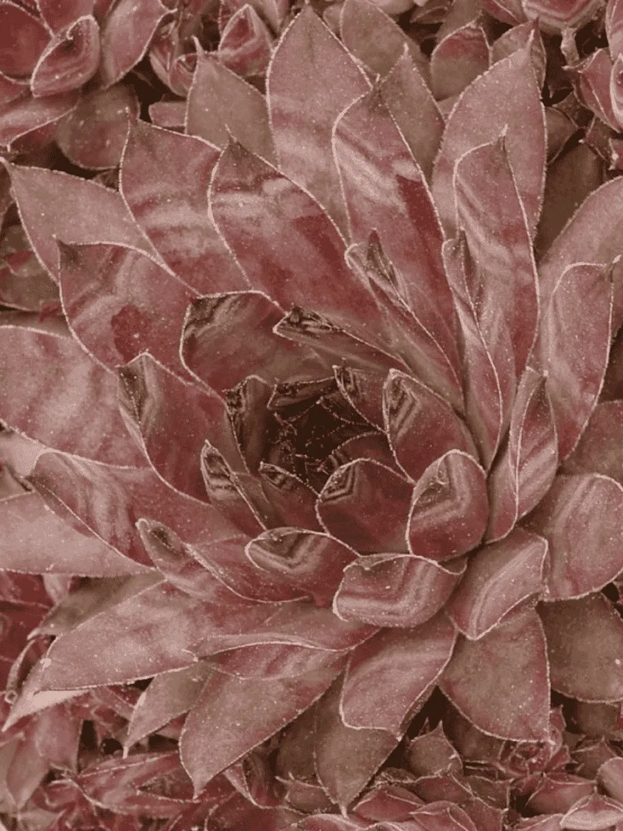 Молодило паутинистое Cameleon