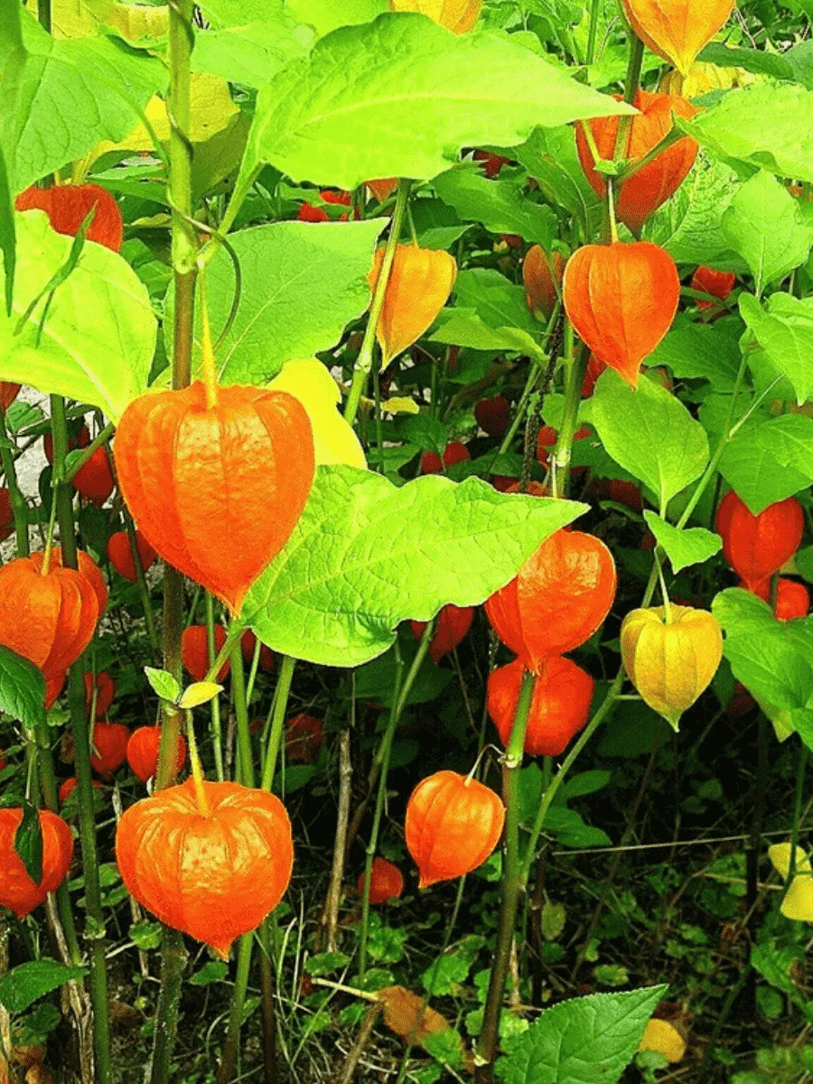 Физалис Физалис