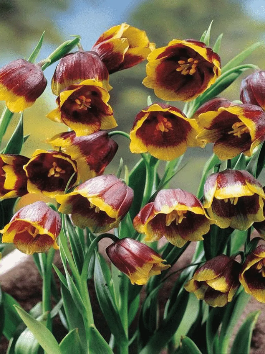 Рябчик императорский Uva Vulpis Рябчик императорский Uva Vulpis