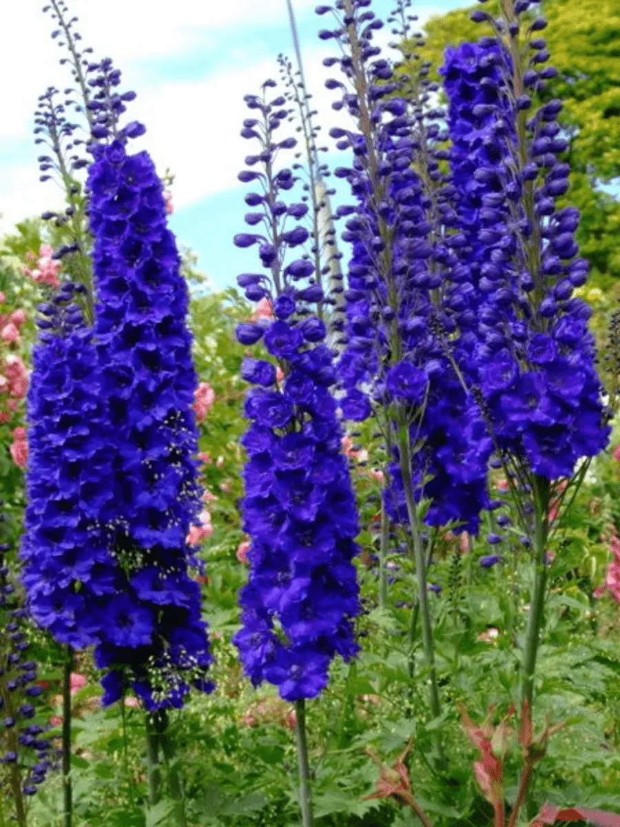 Дельфиниум  культурный M. F. Dark Blue with Black Bee Дельфиниум  культурный M. F. Dark Blue with Black Bee
