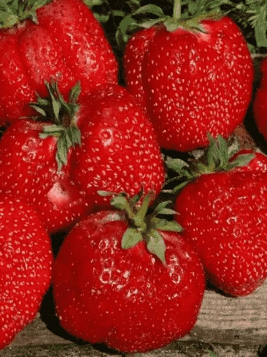 Земляника садовая Гигантелла Земляника садовая Гигантелла