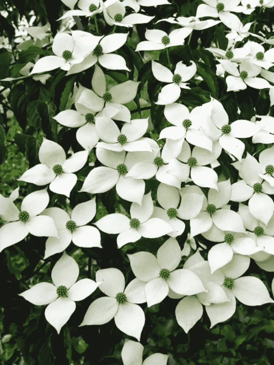 Дерен Коуза Дерен Коуза