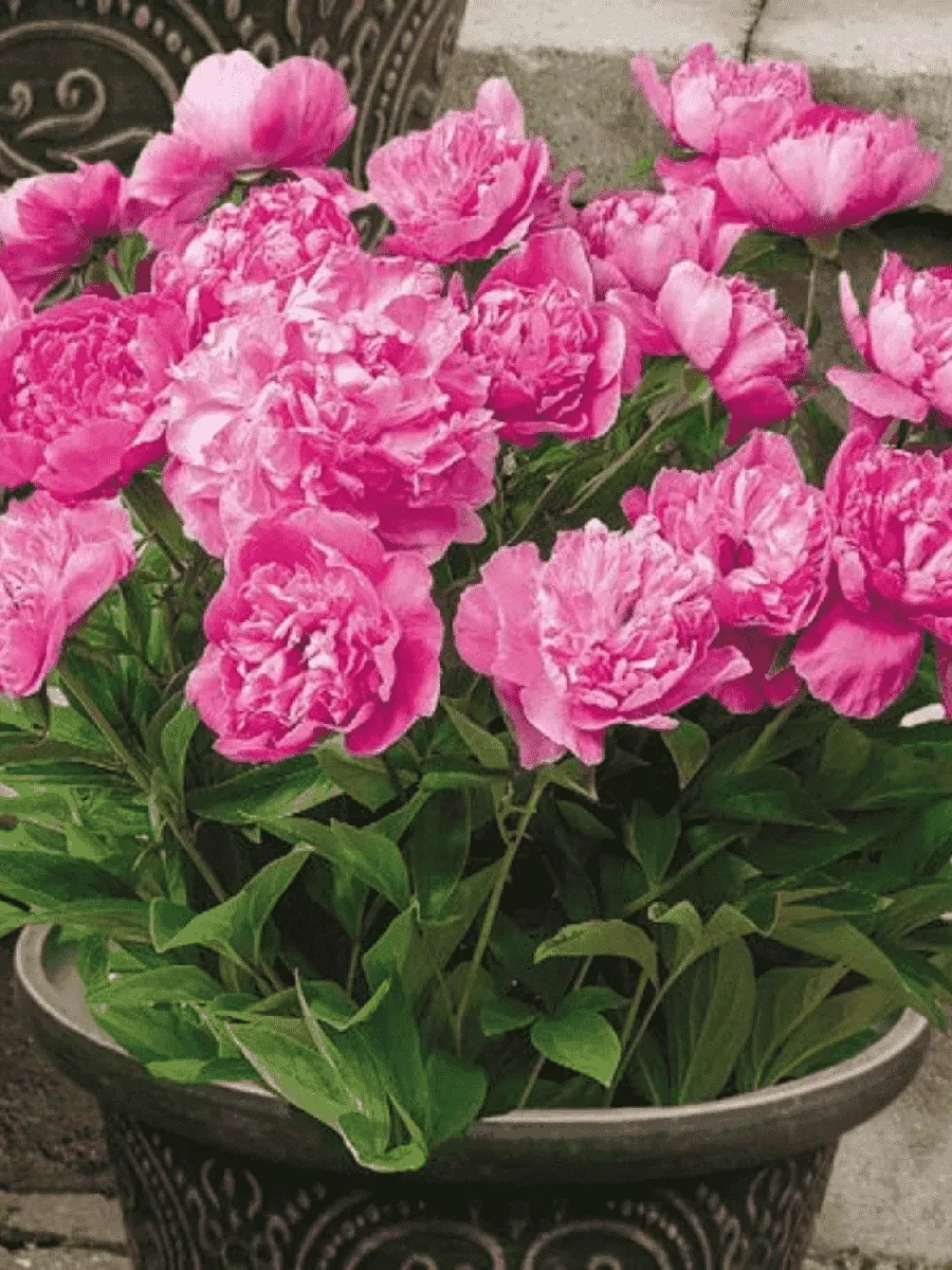 Пион травянистый Patio Peony Rome