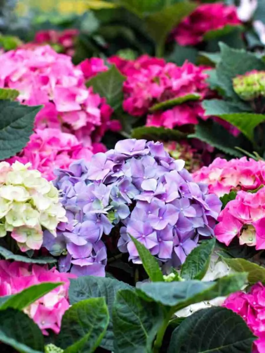 Гортензия крупнолистная Mix