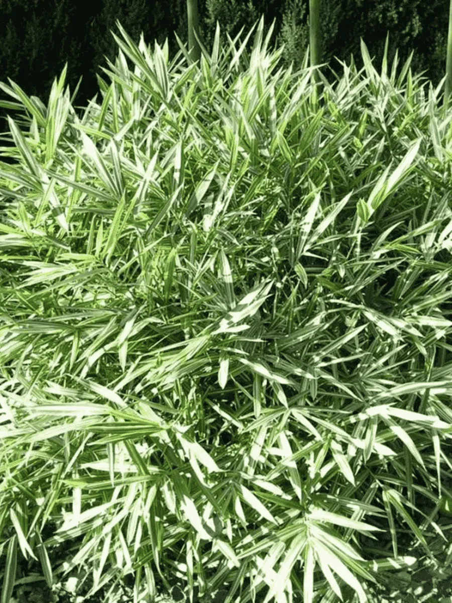 Плейобластус форчуна Variegatus Плейобластус форчуна Variegatus