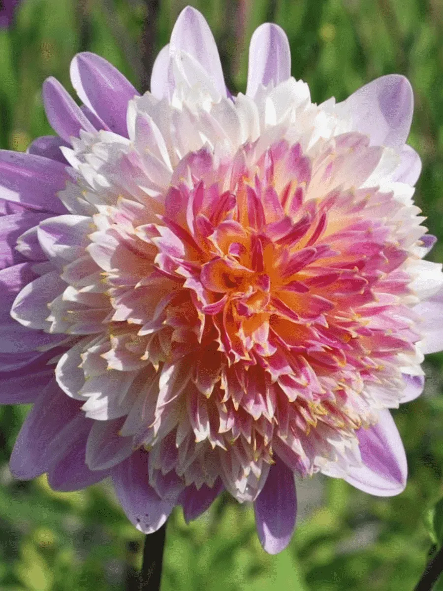 Георгина Lambada