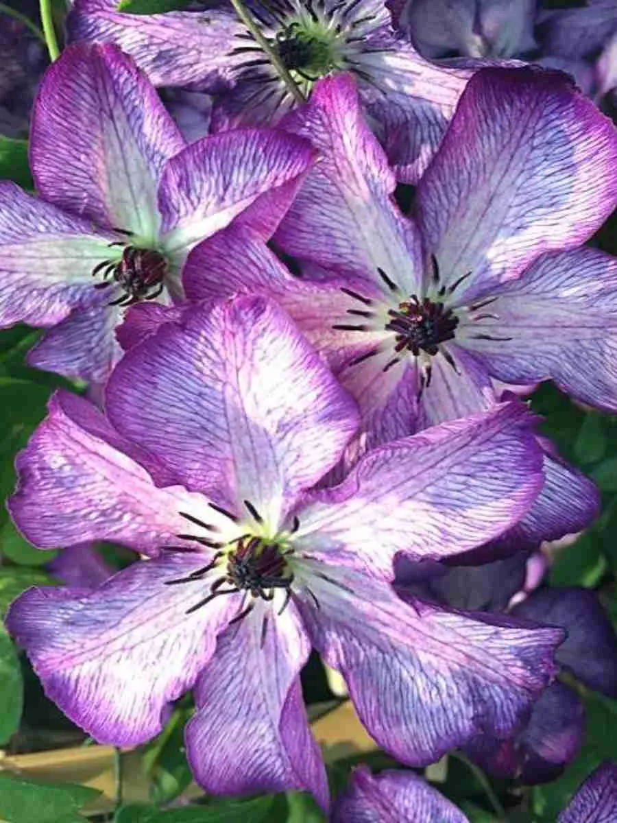 Клематис Super Nova