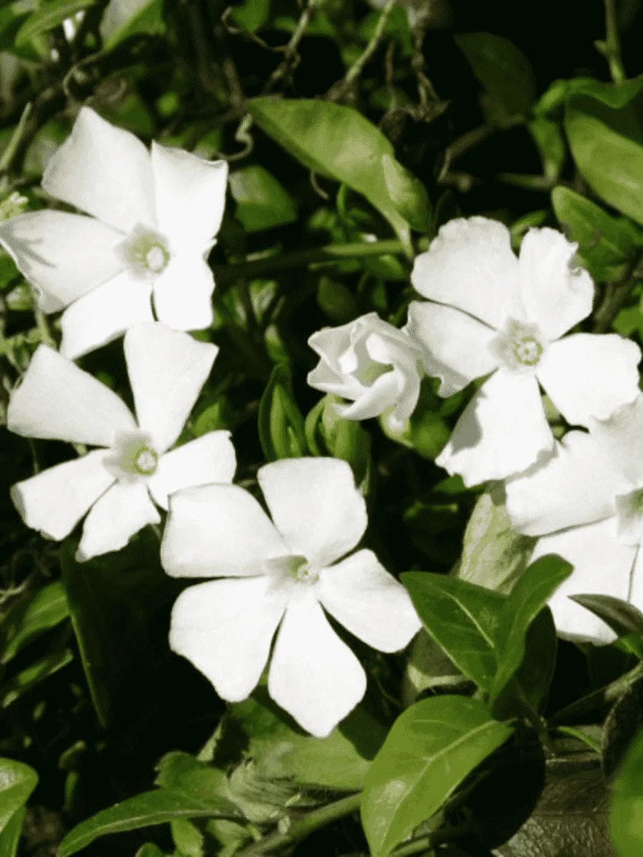 Барвинок малый Alba Барвинок малый Alba