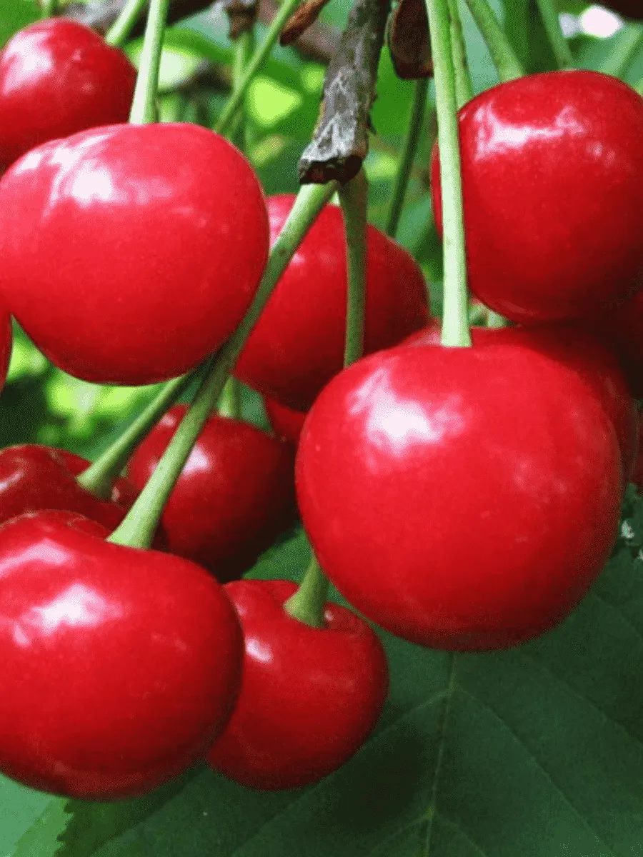 Дюк (Черевишня)  Превосходная Веньяминова Дюк (Черевишня)  Превосходная Веньяминова