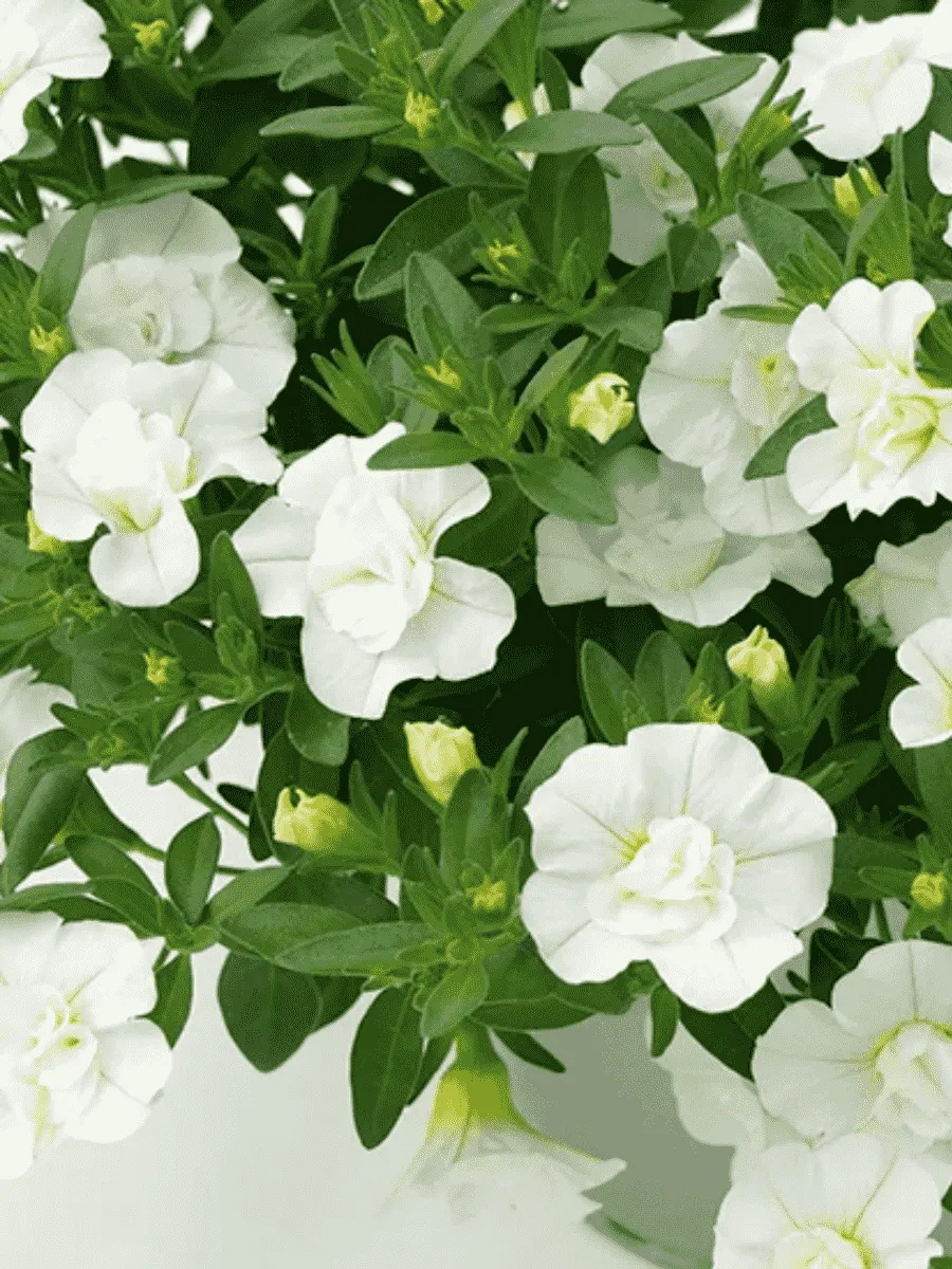 Калибрахоа Oro Double White