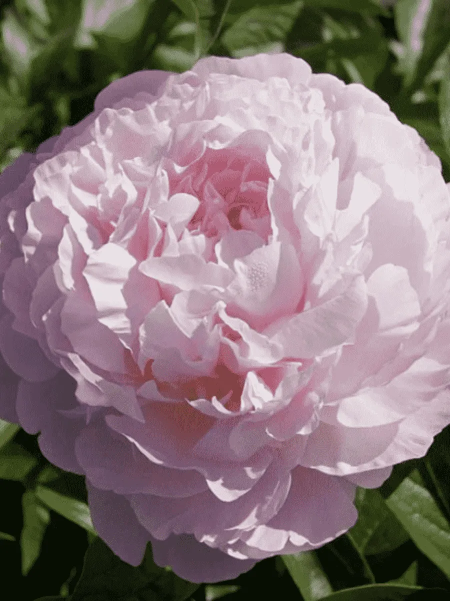 Пион Молочноцветковый Albert Crousse