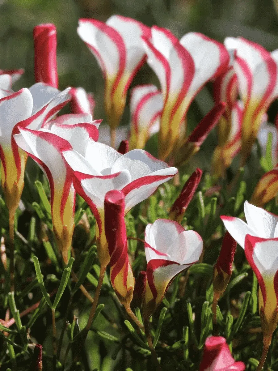 Кислица Versicolor Кислица Versicolor