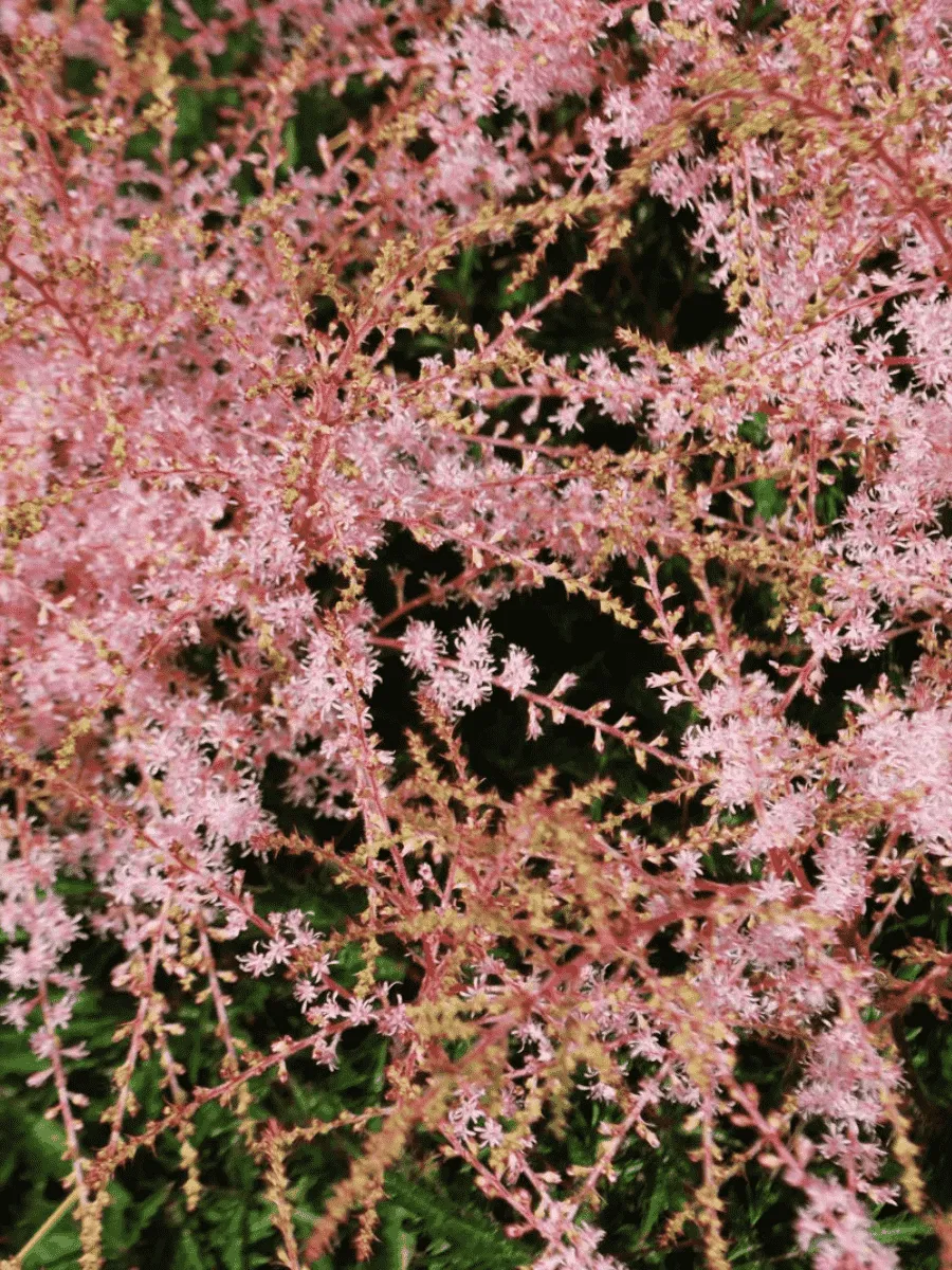 Астильба  Super Sprite Астильба  Super Sprite