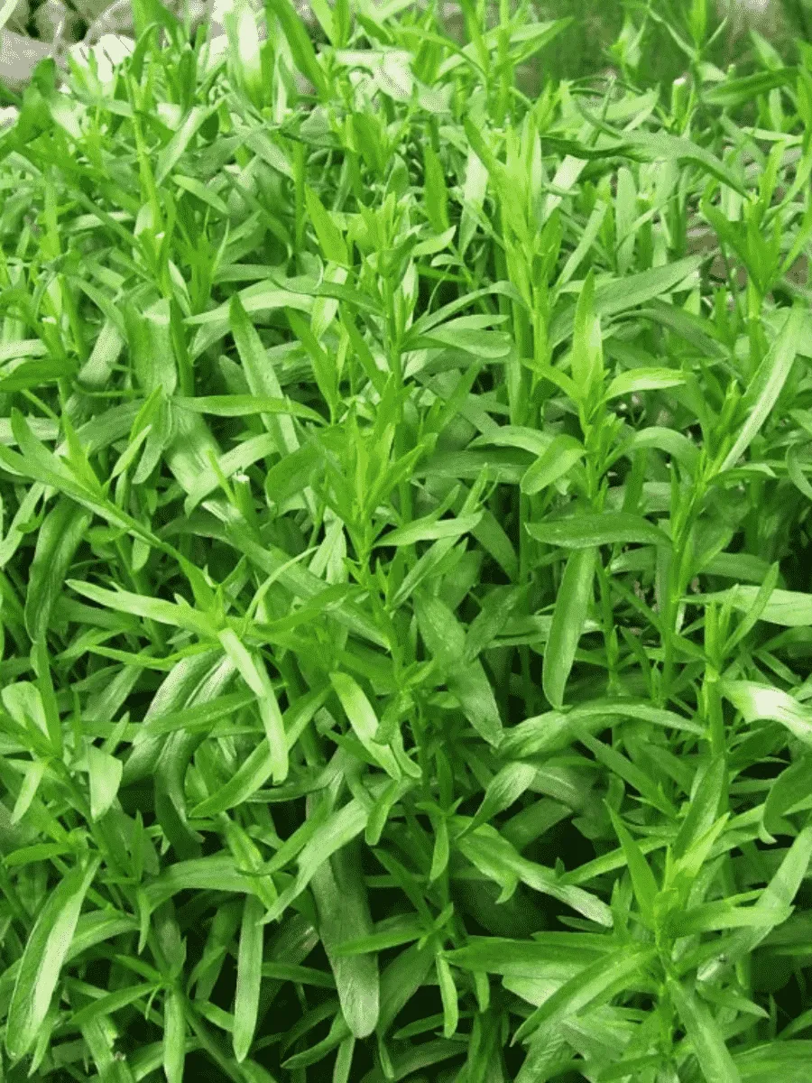 Эстрагон Taste