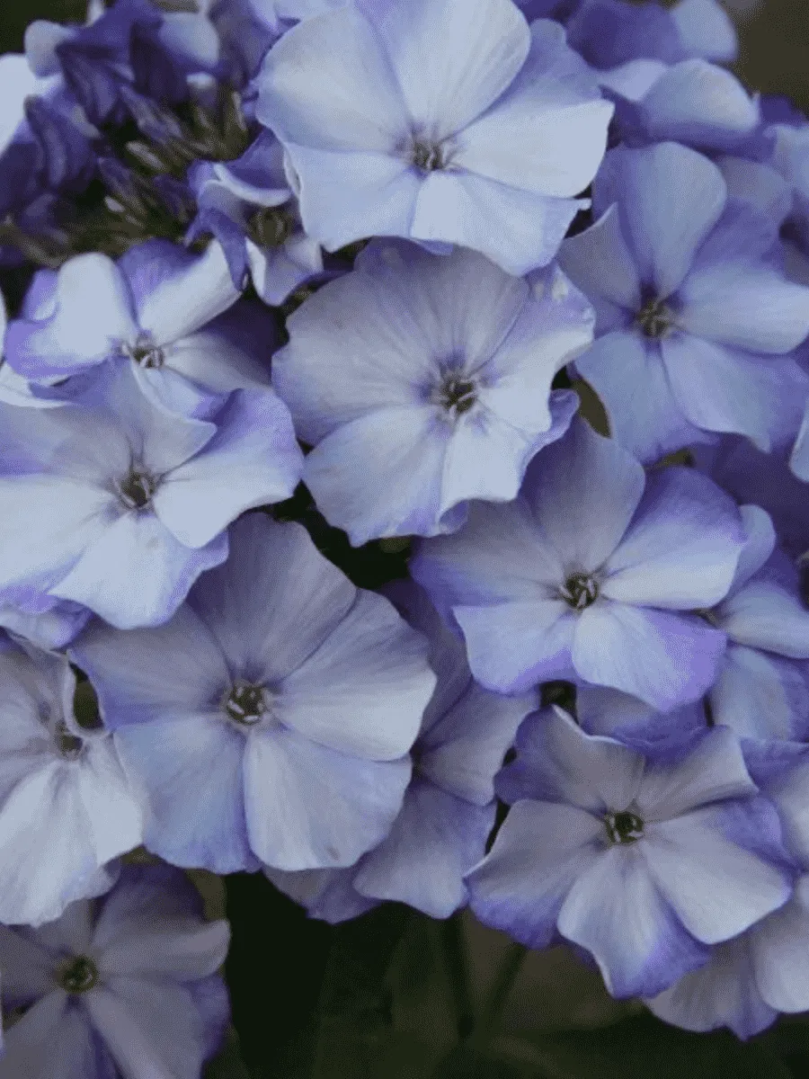 Флокс метельчатый Новинка