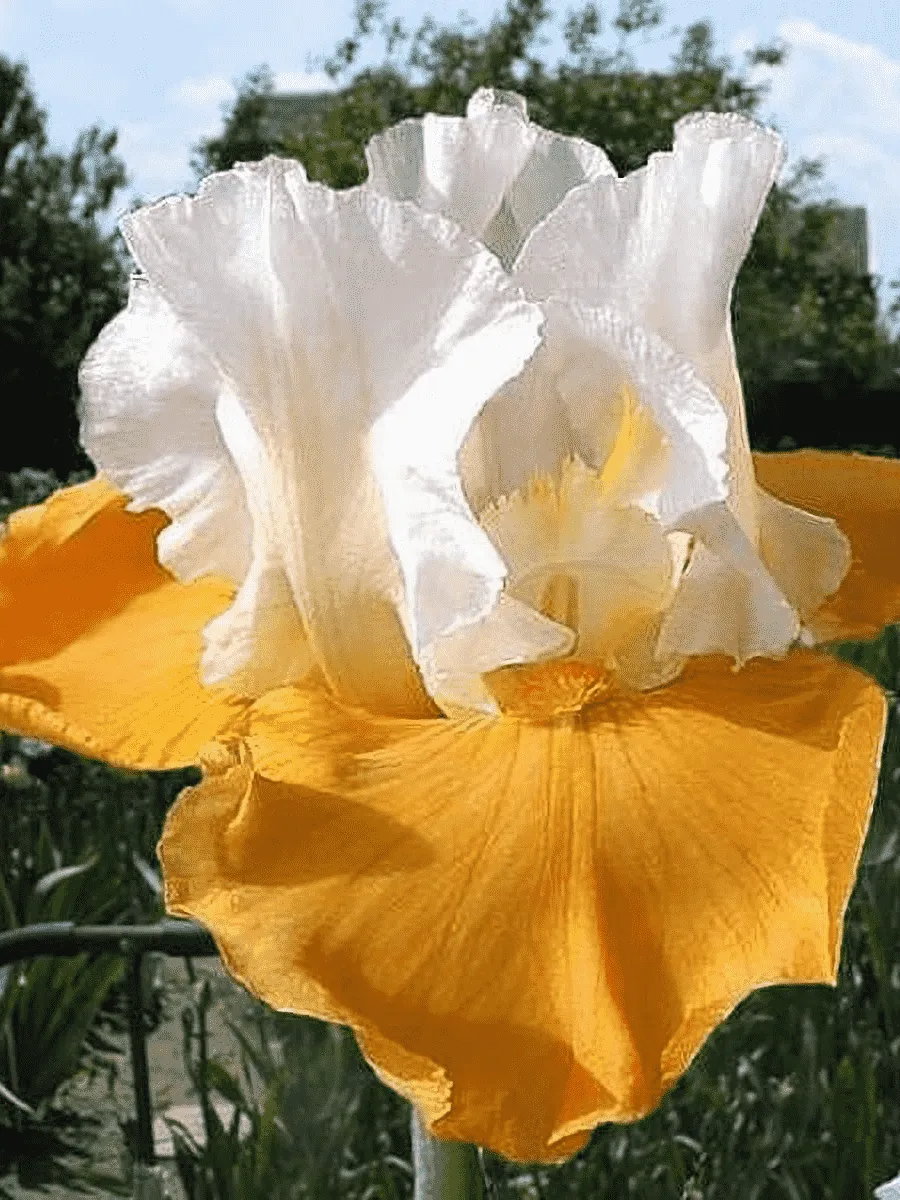 Ирис германский Pumpkin Cheesecake