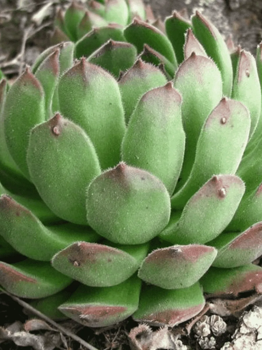 Молодило русское