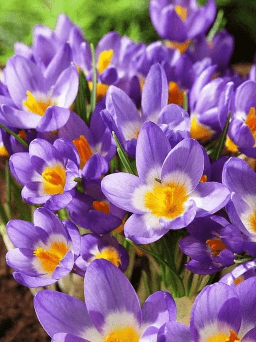 Крокус Ботанический Sieberi Tricolor