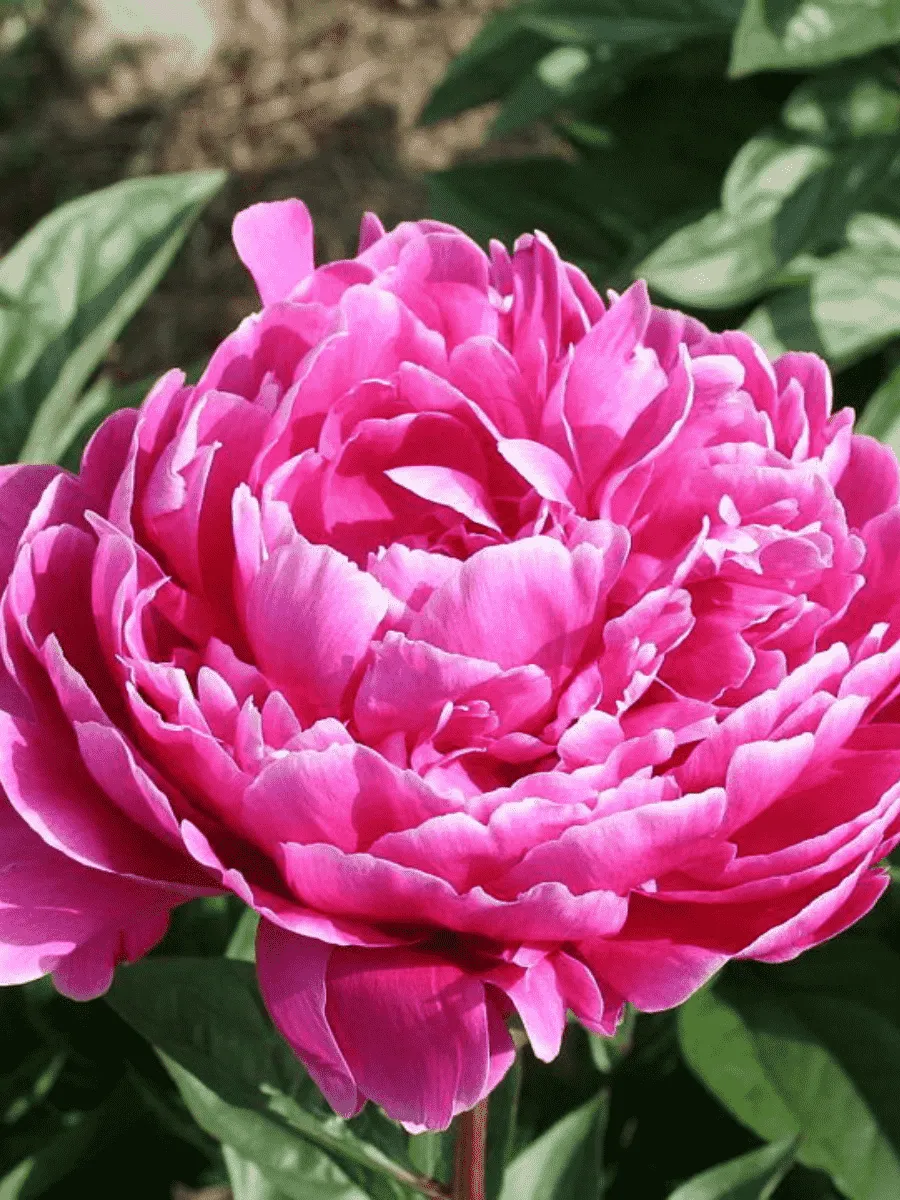 Пион Молочноцветковый Sebastiaan Maas