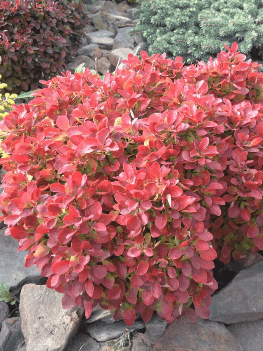 Барбарис Тунберга Fire Ball