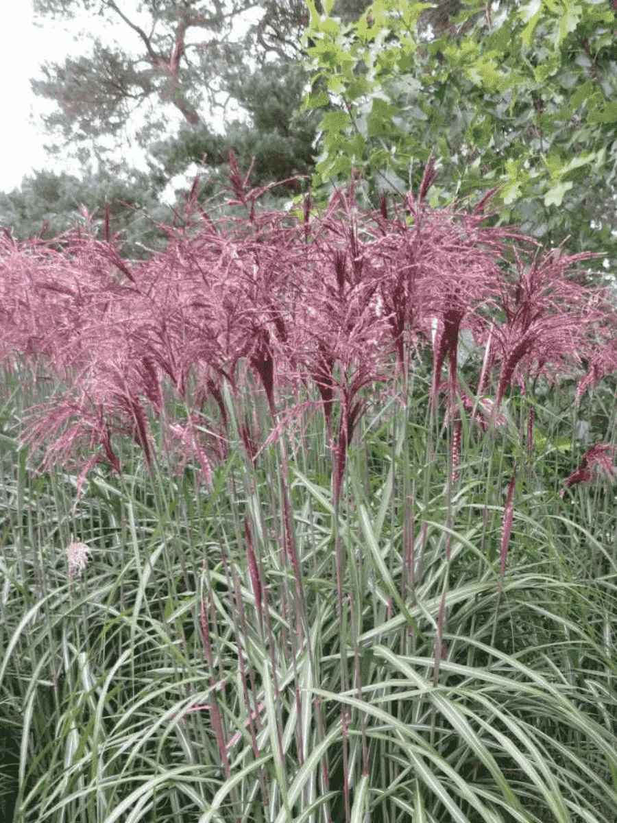 Мискантус китайский Flamingo