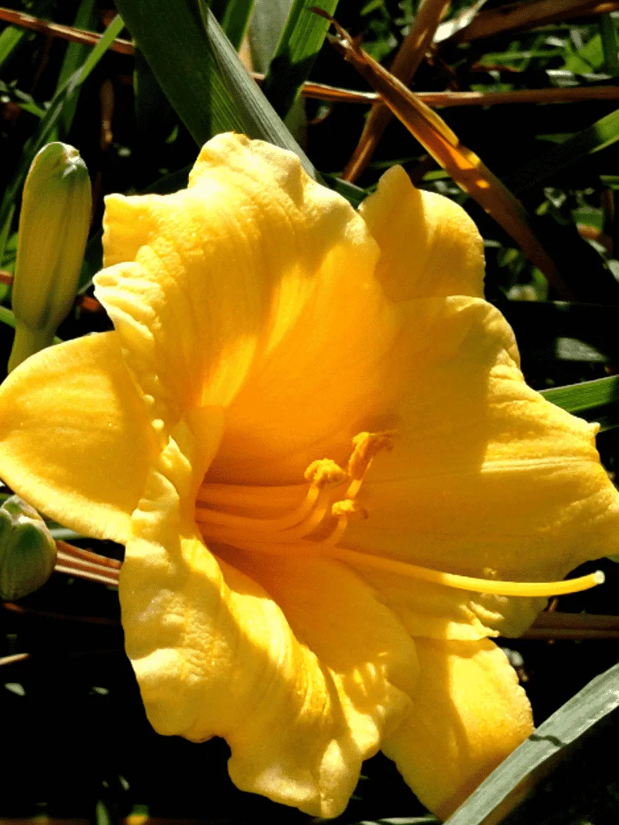 Лилейник желтый