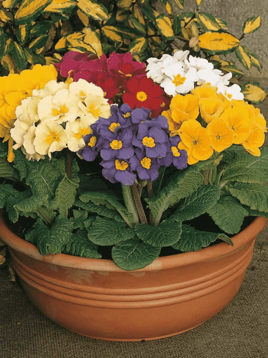 Примула высокая